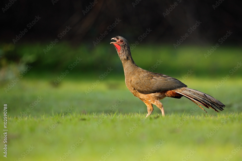 Fototapeta premium Chaco Chachalaca, Ortalis canicollis, bird with open bill, walking in the green grass, Pantanal, Brazil