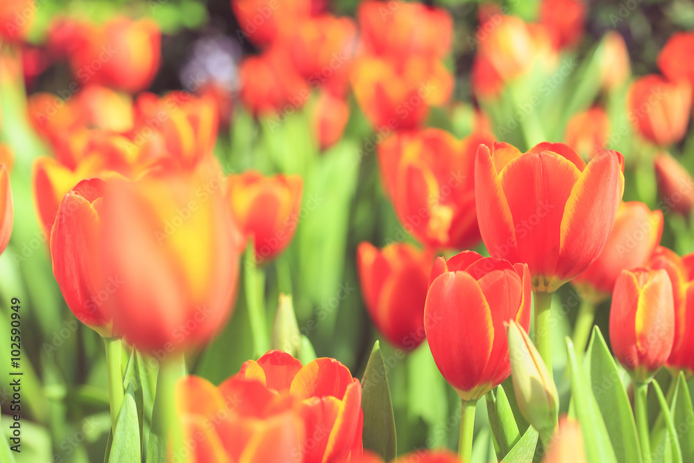 beautiful tulip flower background