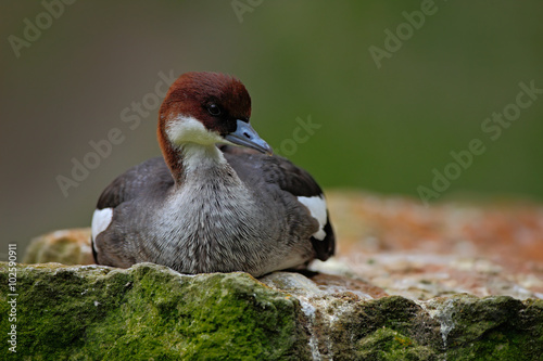 Water bird duck Smew, Mergus albellus, sitting on the stone. photo