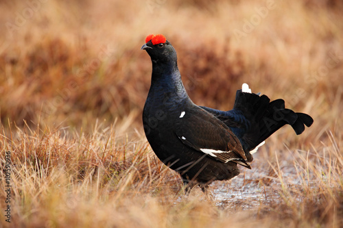 Lekking nice bird Black Grouse, Tetrao tetrix, in marshland, Sweden