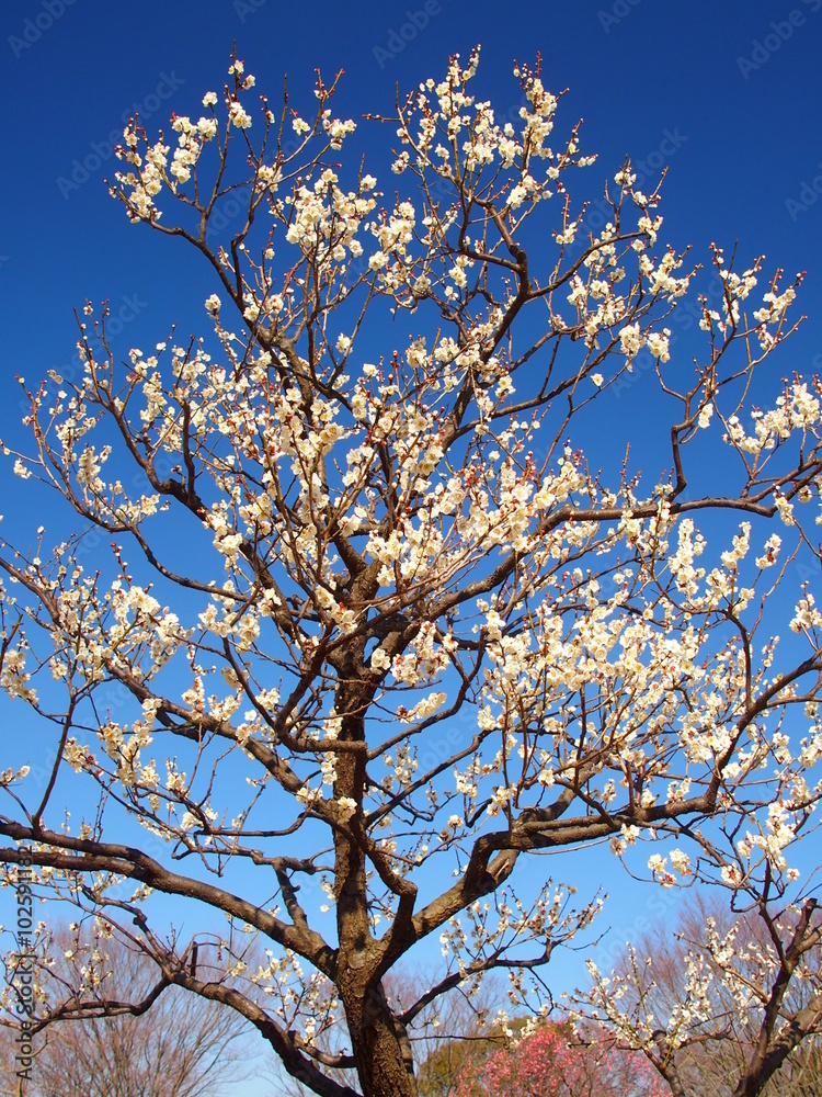 青空と白梅