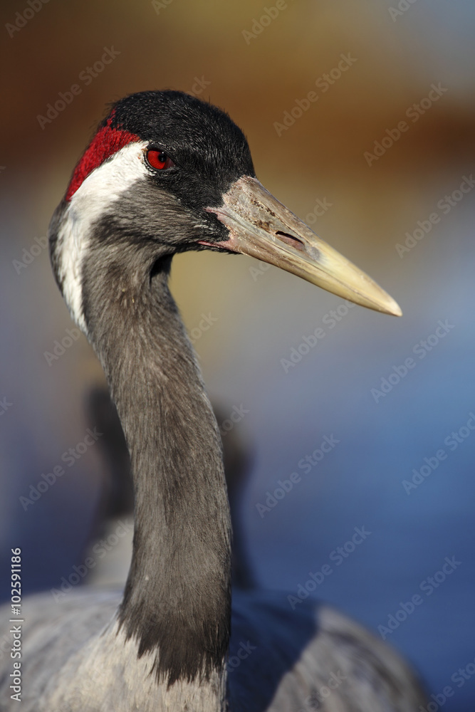 Portrait of bird Common Crane, Lake Hornborga, Sweden
