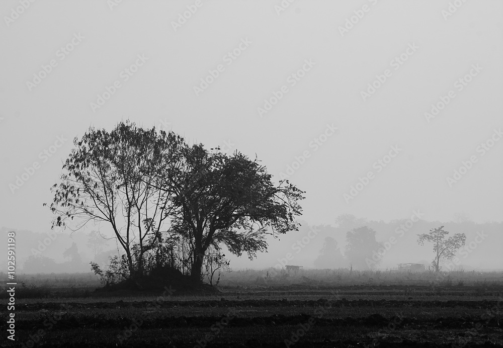 Landscape of a big tree in rice field after harvesting,processed Landscape of a big tree in rice field after harvesting,processed