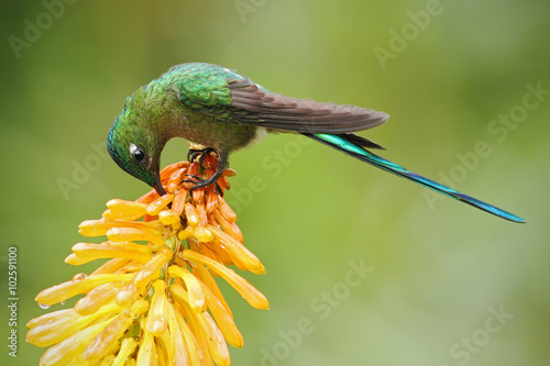 Hummingbird Long-tailed Sylph eating nectar from beautiful yellow strelicia flower in Ecuador