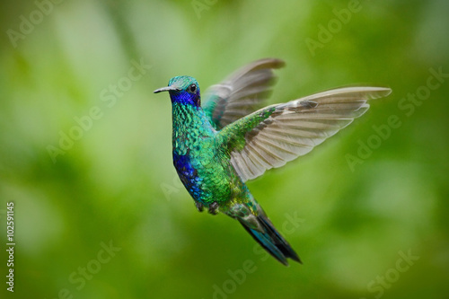 Green Violet-ear, Colibri thalassinus, green hummingbird flying in the nature tropic forest habitat, Savegre, Costa Rica