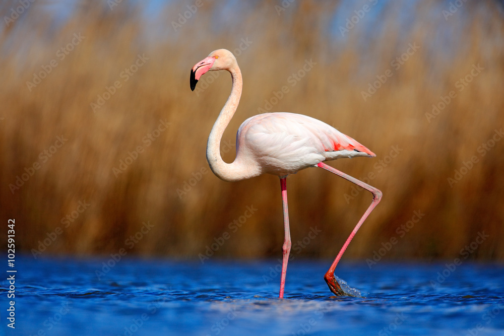 Naklejka premium Greater Flamingo, Phoenicopterus ruber, piękny różowy duży ptak w ciemnoniebieskiej wodzie, z wieczornym słońcem, w tle trzcina, zwierzę w naturalnym środowisku, Camargue, Francja