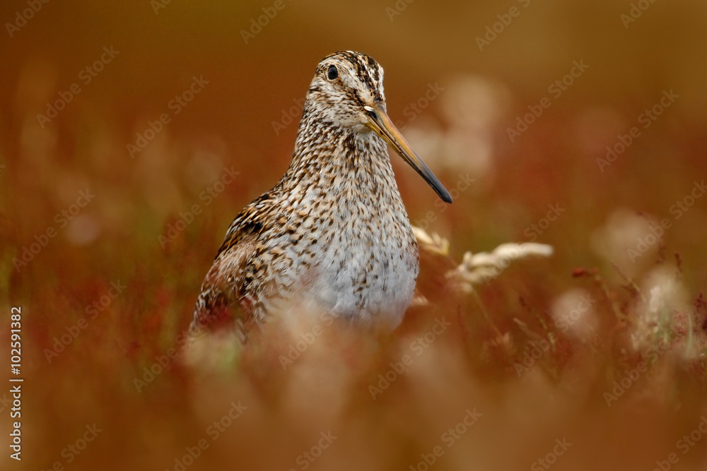 Magellanic Snipe, Gallinago paraguaiae magellanica, portrait in red grass Magellanic Snipe, Gallinago paraguaiae magellanica, portrait in red grass