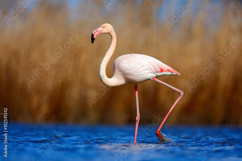 Greater Flamingo, Phoenicopterus ruber, beautiful pink big bird in dark blue water, with evening sun, reed in the background, animal in the nature habitat, Camargue, France
