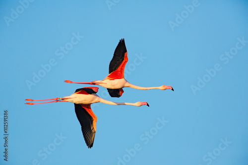 Flying pair of nice pink big bird Greater Flamingo, Phoenicopterus ruber, with clear blue syk, Camargue, France