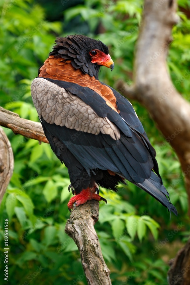 Fototapeta premium Bateleur Eagle, Terathopius ecaudatus, brown and black bird of prey in the nature habitat, sitting on the branch, Kenya, Africa