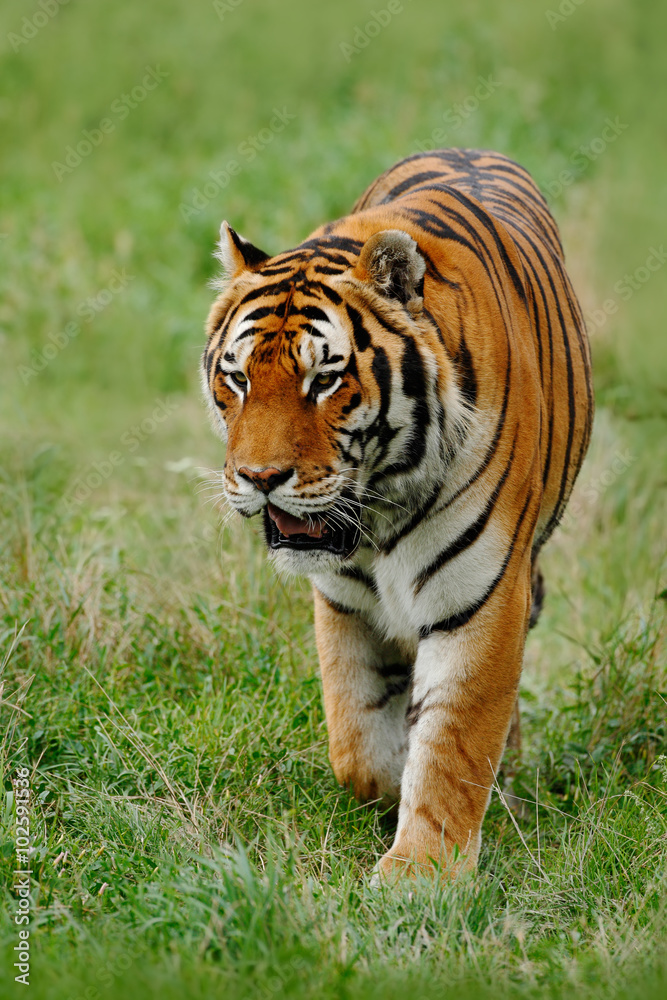 Beast of prey Amur or Siberian Tiger, Panthera tigris altaica, walking in the grass Beast of prey Amur or Siberian Tiger, Panthera tigris altaica, walking in the grass