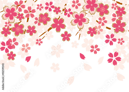 桜  春  白