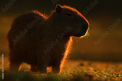 Biggest mouse around the world, Capybara, Hydrochoerus hydrochaeris, with evening light during sunset, Pantanal, Brazil