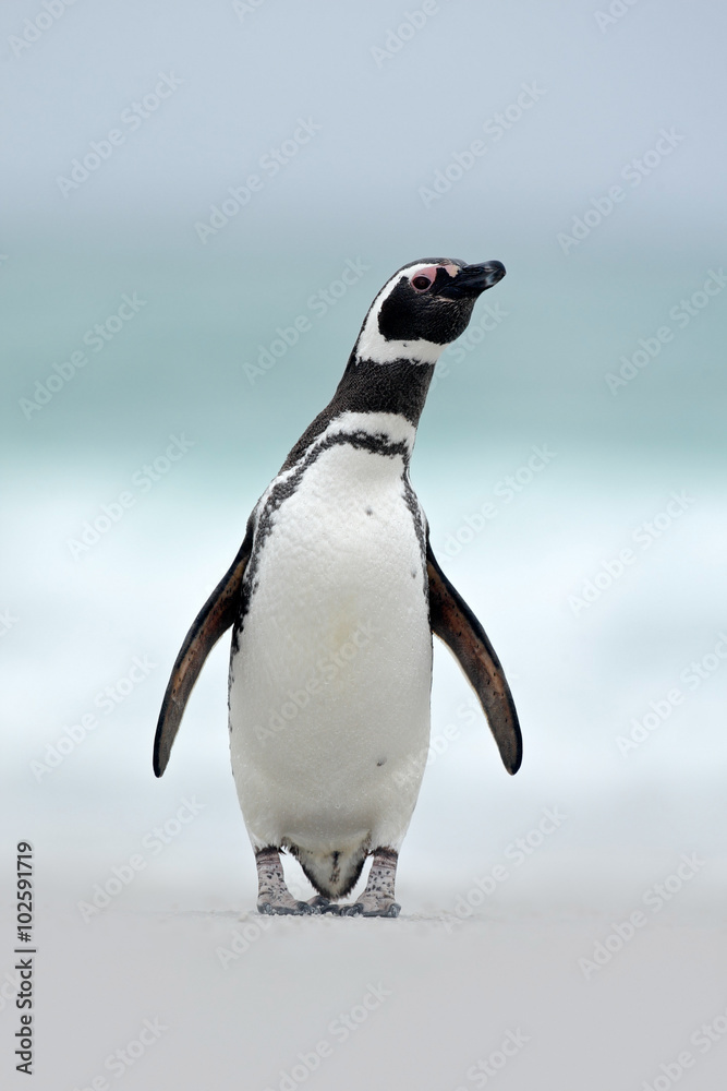 Fototapeta premium Magellanic penguin, Spheniscus magellanicus, on the white sand beach, ocean wave in the background, Falkland Islands