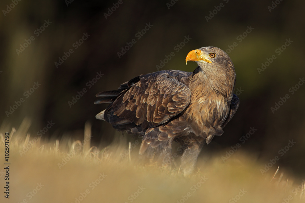 Big bird of prey White-tailed Eagle sitting on the meadow with nice sun light Big bird of prey White-tailed Eagle sitting on the meadow with nice sun light