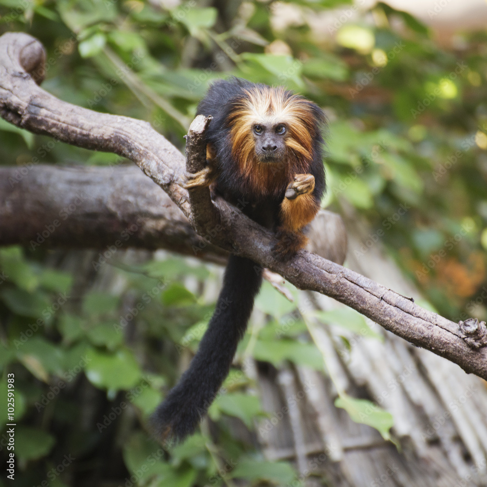 Fototapeta premium golden-headed lion tamarin