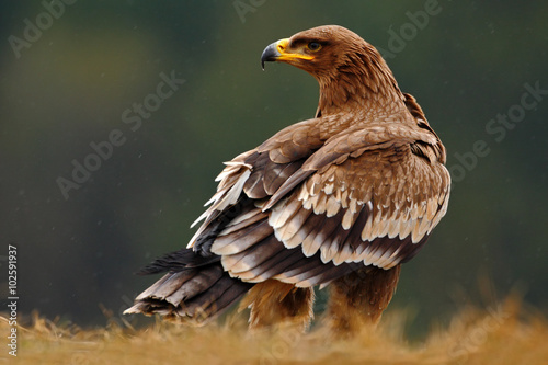 Foto Steppe Eagle, Aquila nipalensis, sitting in the grass on meadow, forest in backg