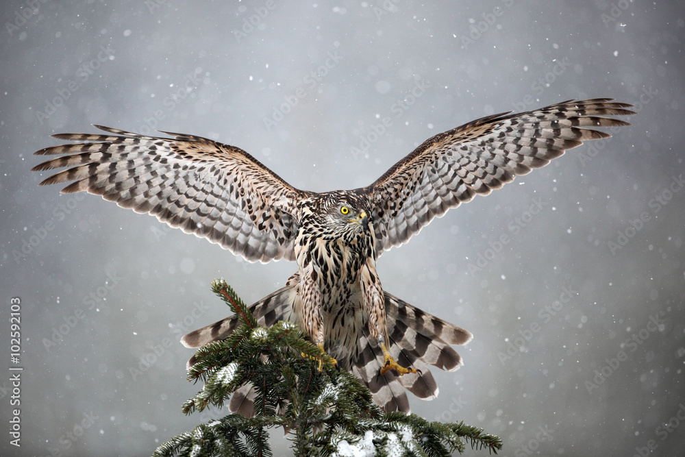 Fototapeta premium Goshawk landing on spruce tree during winter with snow