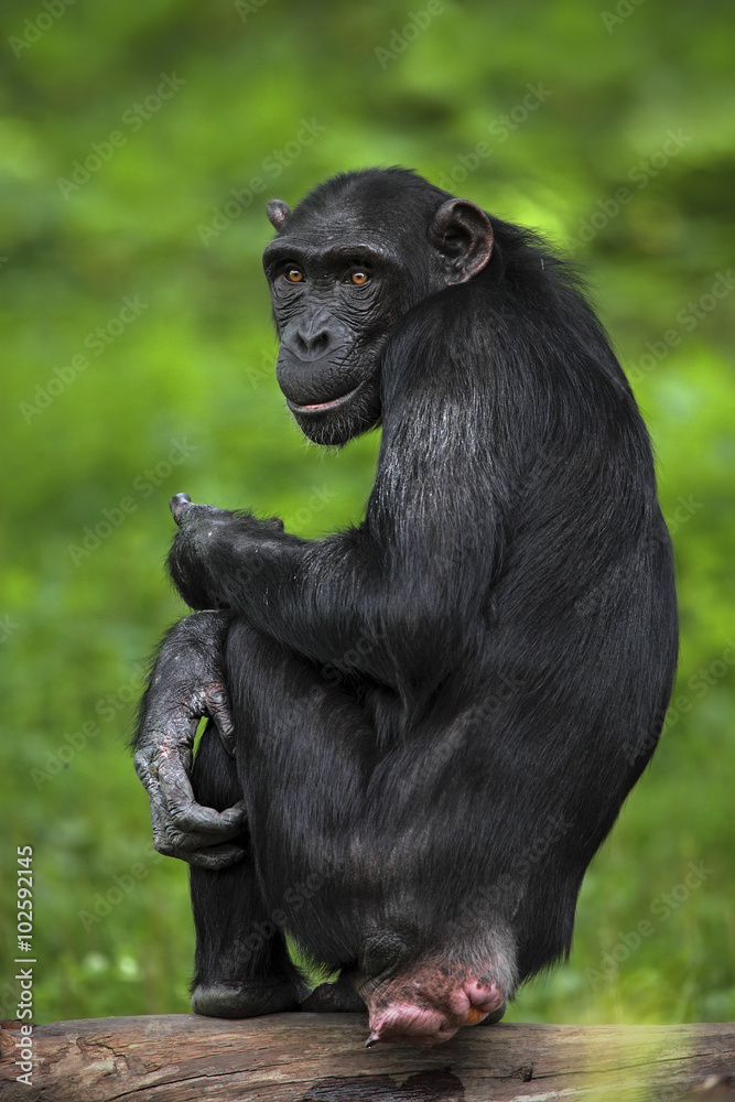 Black mankey Chimpanzee, Pan troglodytes, sitting on the trnuk with poke out ass Black mankey Chimpanzee, Pan troglodytes, sitting on the trnuk with poke out ass