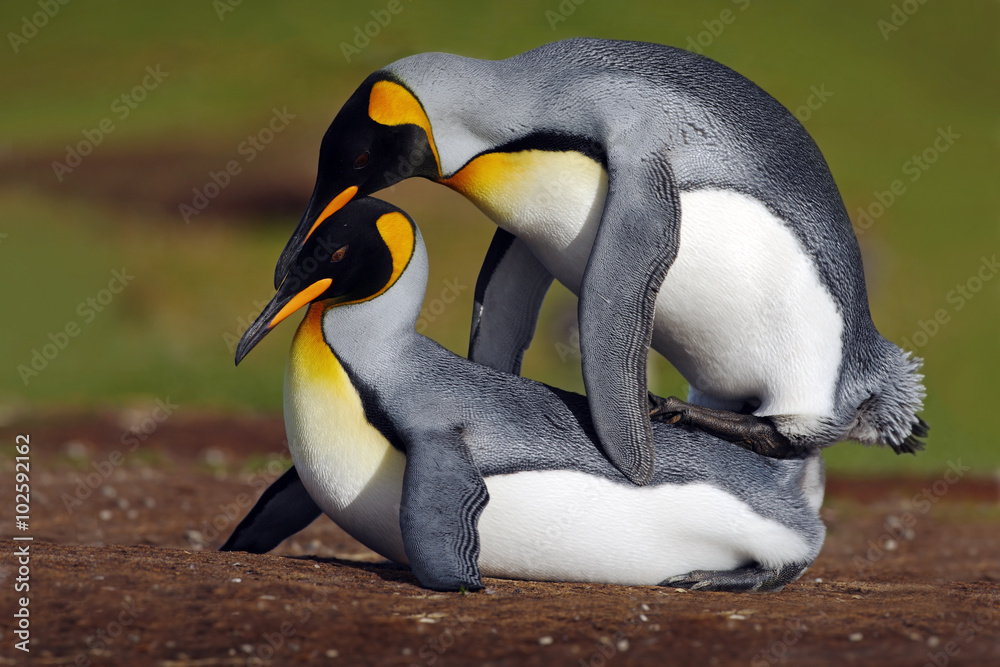 Obraz premium Mating king penguins with green background, Falkliand Islands