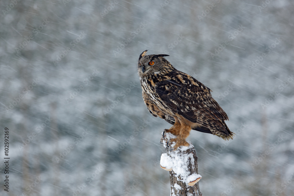 Obraz premium Big Eurasian Eagle Owl sitting on snowy stump with snow flake during winter storm with wind
