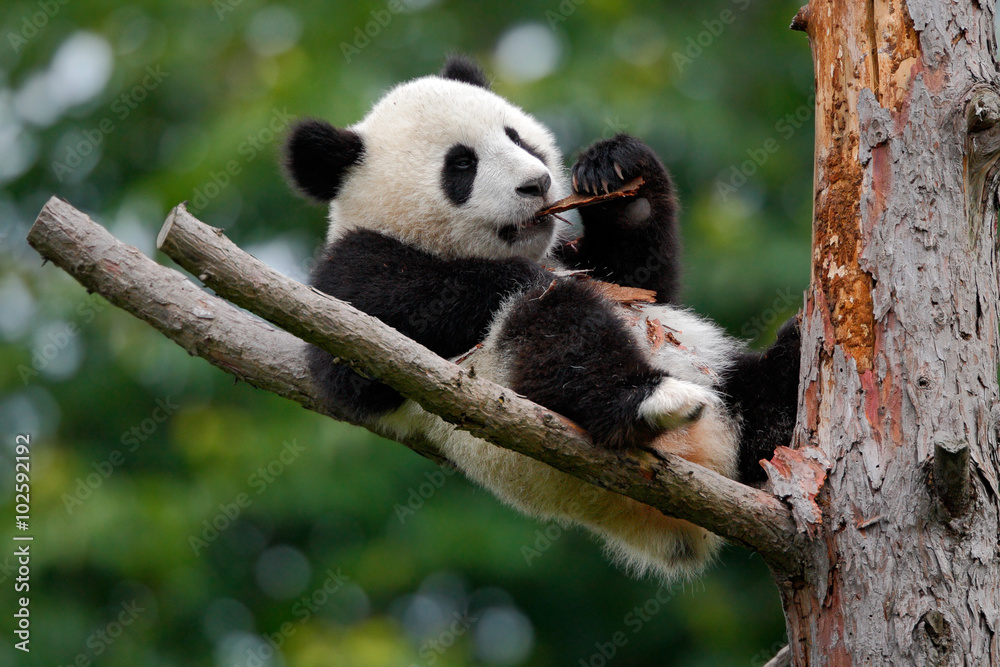 Fototapeta premium Lying cute young Giant Panda feeding feeding bark of tree