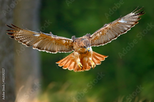 Flying bird of prey, Red-tailed hawk, Buteo jamaicensis, landing in the forest