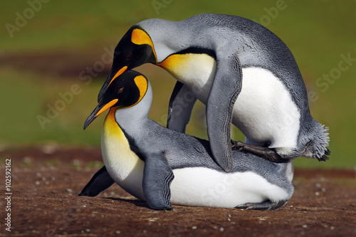 Mating king penguins with green background, Falkliand Islands