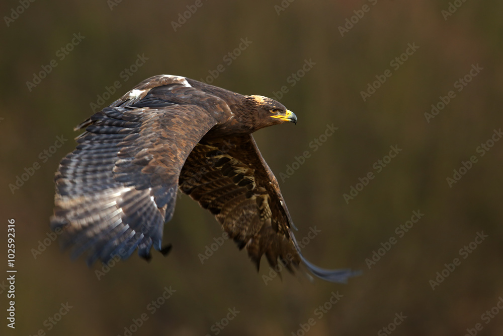 Flying dark brawn bird of prey Steppe Eagle (Aquila nipalensis) with large wingspan Flying dark brawn bird of prey Steppe Eagle (Aquila nipalensis) with large wingspan