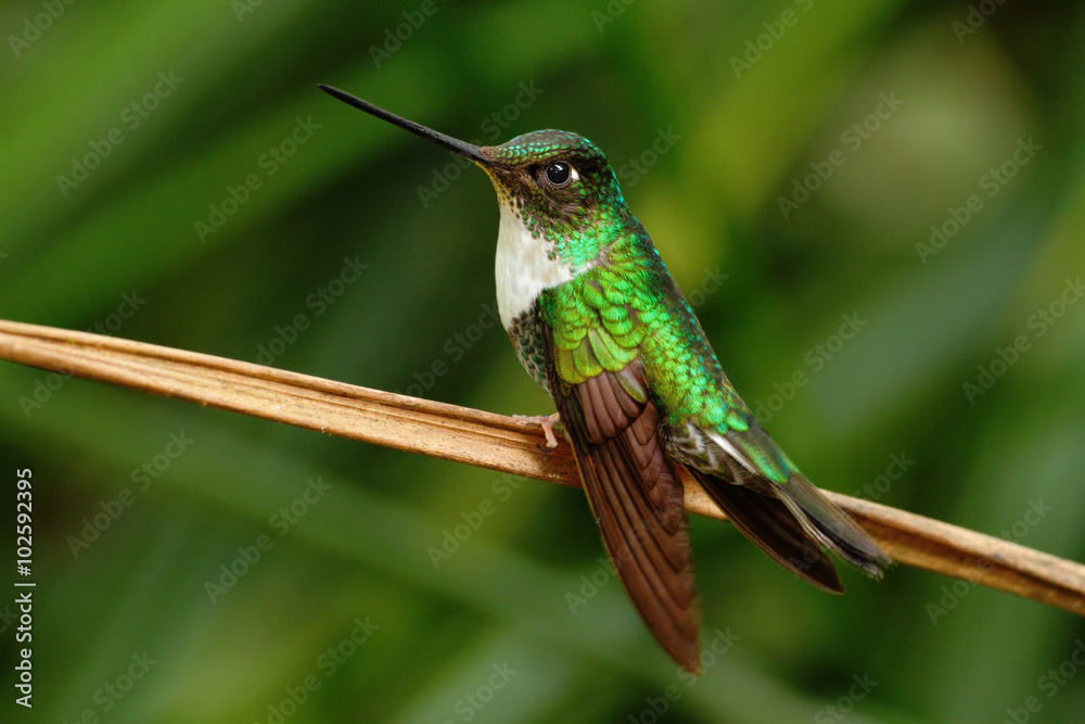 Fototapeta premium Collared Inca, Coeligena torquata, hummingbird from Mindo forest, bird of Ecuador