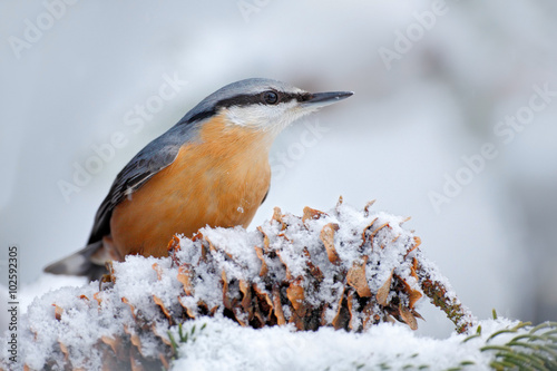 Eurasian Nuthatch, Sitta europaea, cute songbird in winter scene, snow flake and nice tree cone and branch, France