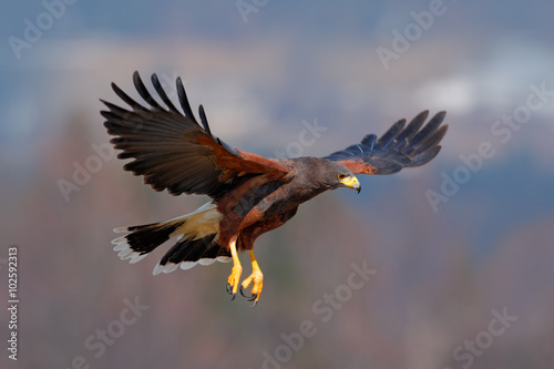 Harris Hawk, Parabuteo unicinctus, bird of prey in flight, in habitat