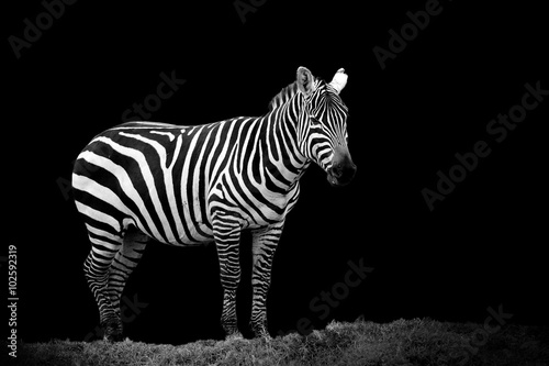 Zebra on dark background