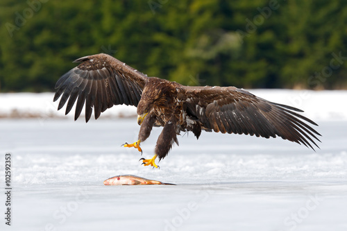 Golden Eagle with catch fish in snowy winter, snow in the forest habitat, landing on ice