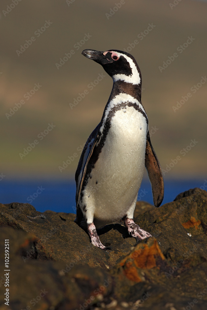 Obraz premium Magellanic penguin, Spheniscus magellanicus, bird on the rock beach, ocean wave in the background, Falkland Islands