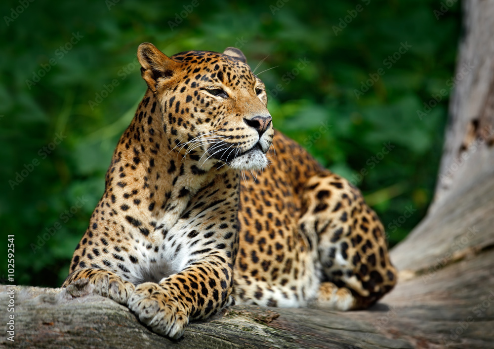 Obraz premium Lampart ze Sri Lanki, Panthera pardus kotiya, Kot wielkolistny leżący na drzewie w środowisku naturalnym, Park Narodowy Yala, Sri Lanka