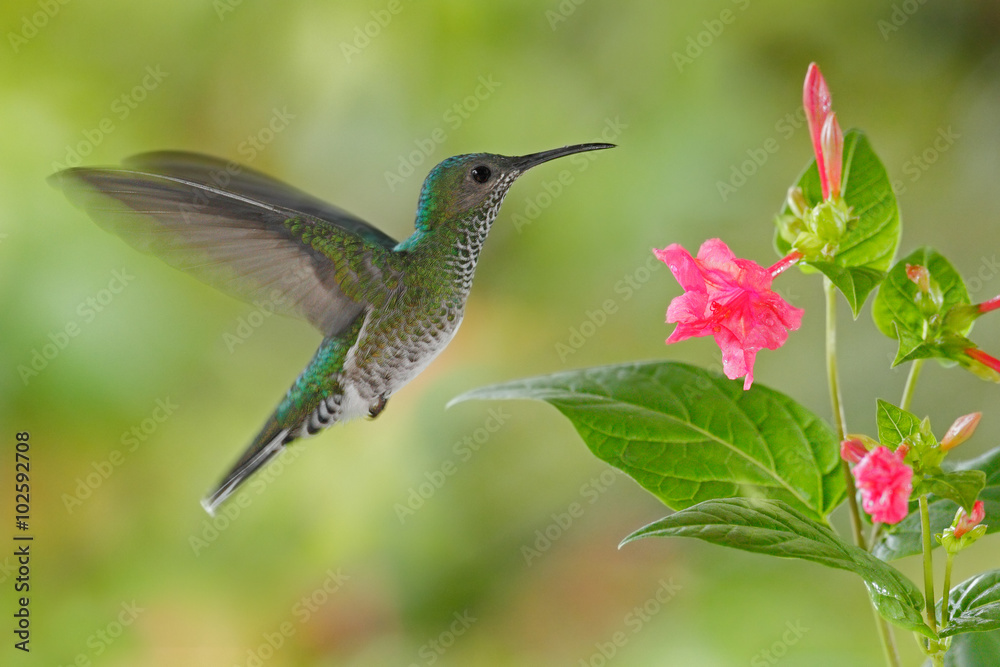Flying hummingbird White-necked Jacobin (female) next pink red flower, Florisuga mellivora, from Rancho Naturalista, Costa Rica Flying hummingbird White-necked Jacobin (female) next pink red flower, Florisuga mellivora, from Rancho Naturalista, Costa Rica