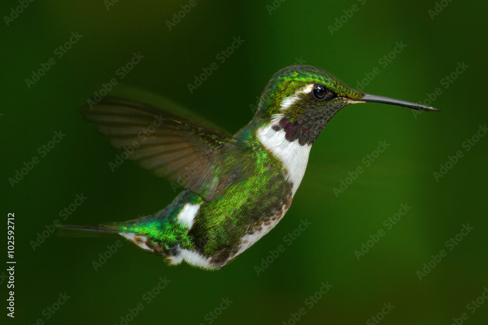 Obraz premium White-bellied Woodstar, Chaetocercus mulsant, hummingbird with clear green background, bird from Tandayapa, Ecuador