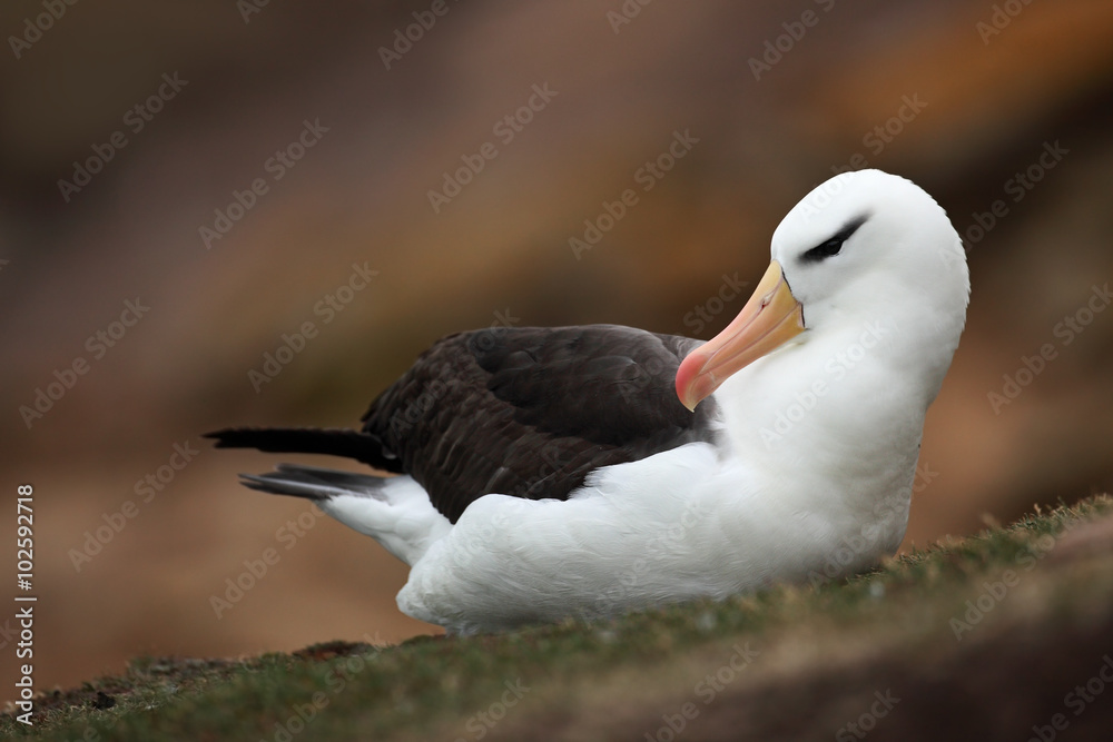 Black-browed albatross, Thalassarche melanophris, on the Falkland Islands Black-browed albatross, Thalassarche melanophris, on the Falkland Islands