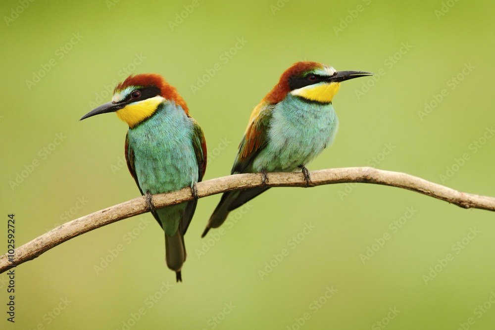 custom made wallpaper toronto digitalPair of beautiful birds European Bee-eater, Merops apiaster, sitting on the branch with green background