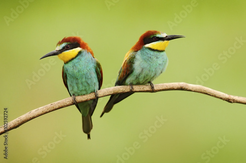 Pair of beautiful birds European Bee-eater, Merops apiaster, sitting on the branch with green background