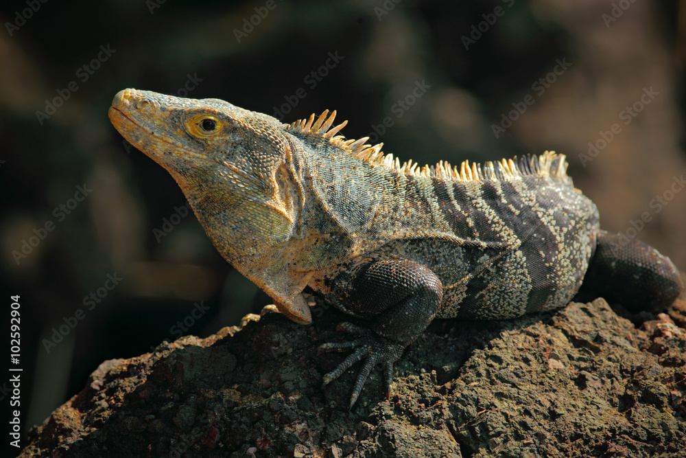 Reptile Black Iguana, Ctenosaura similis, sitting on black stone Reptile Black Iguana, Ctenosaura similis, sitting on black stone