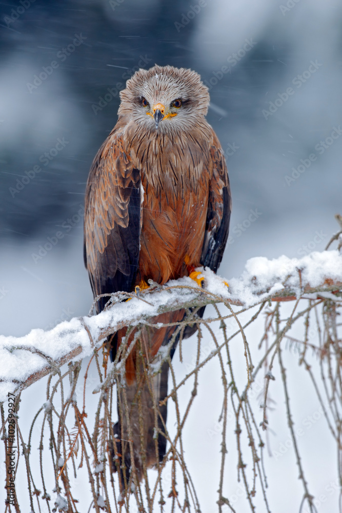 Fototapeta premium Red kite, Milvus milvus, sitting on the branch with snow winter