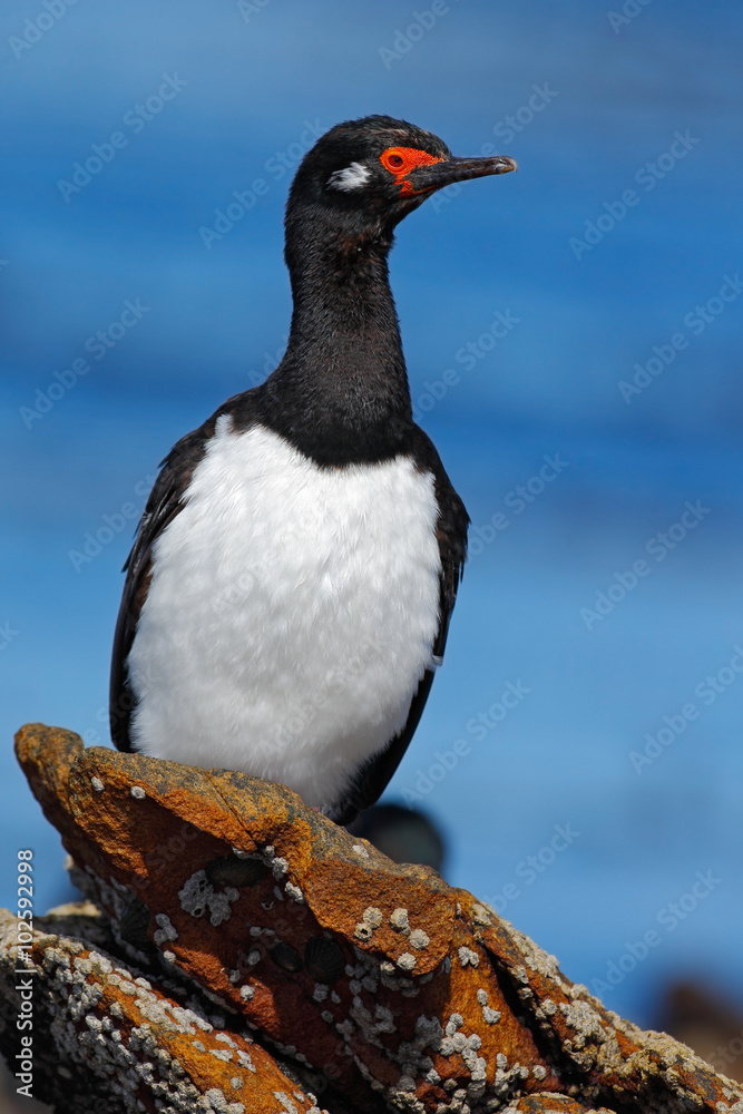 Obraz premium Rock Shag, Phalacrocorax magellanicus, black and white cormorant with red bill siting on the stone, Falkland Islands