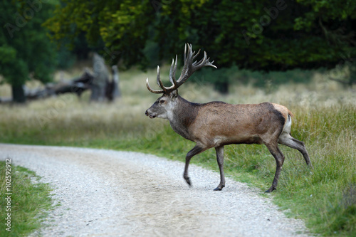 Bellow majestic powerful adult red deer crossing the road, Dyrehave, Denmark