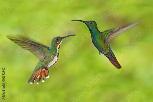 Couple of hummingbirds Green-breasted Mango in the fly with light green background