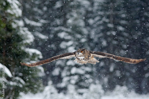 Flying Eurasian Eagle owl with open wings with snow flake in snowy forest during cold winter