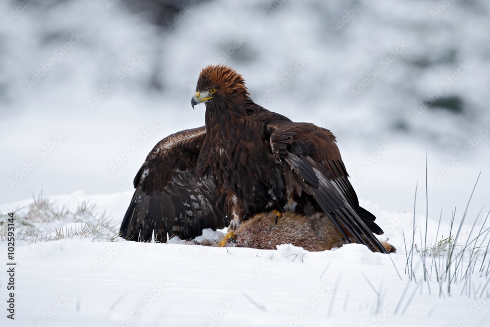Fototapeta premium Bird of prey Golden Eagle with kill hare in winter with snow