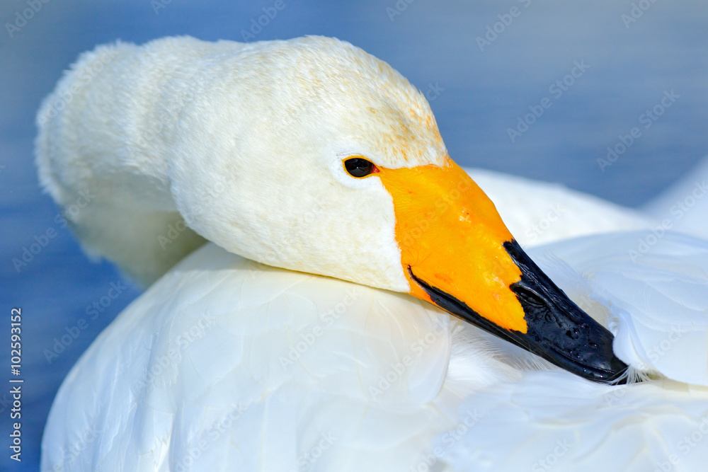 Fototapeta premium Whooper Swan, Cygnus cygnus, detail bill portrait of bird with black and yellow beak, Hokkaido, Japan