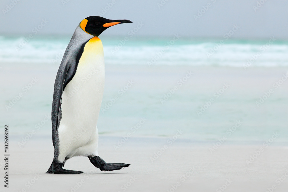 Naklejka premium Duży pingwin królewski udający się do błękitnej wody, Ocean Atlantycki na Falklandach, przybrzeżny ptak morski w środowisku naturalnym